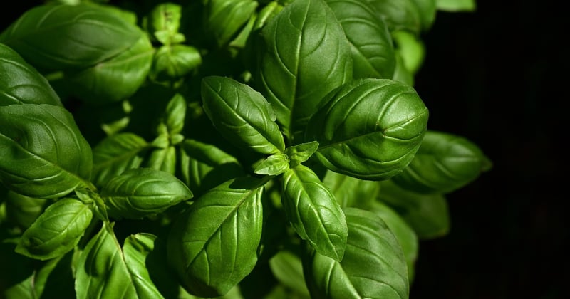 Découverte des traditions culinaires en Italie : un voyage gourmand irrésistible