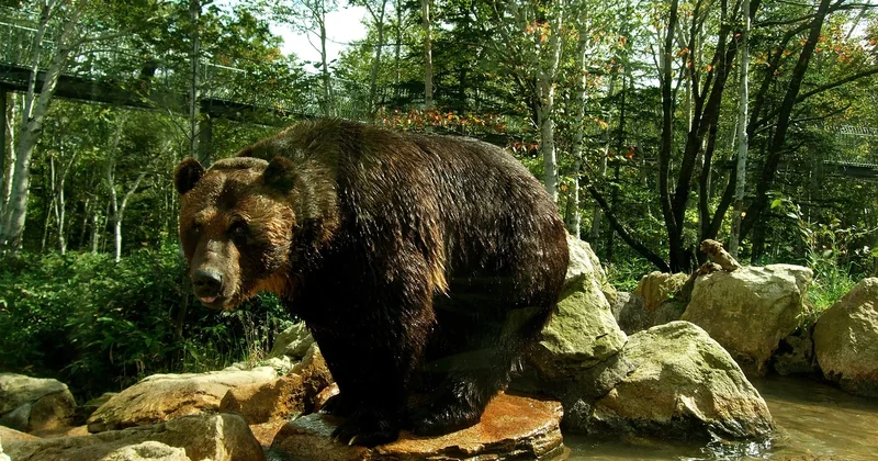 Ours, orages et erreurs de jugement : la sécurité en terrain sauvage